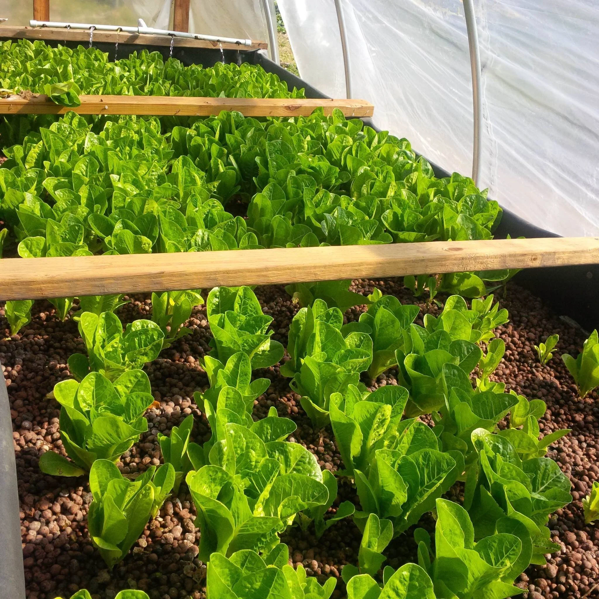 Job Post - Veteran Farm Program Leader