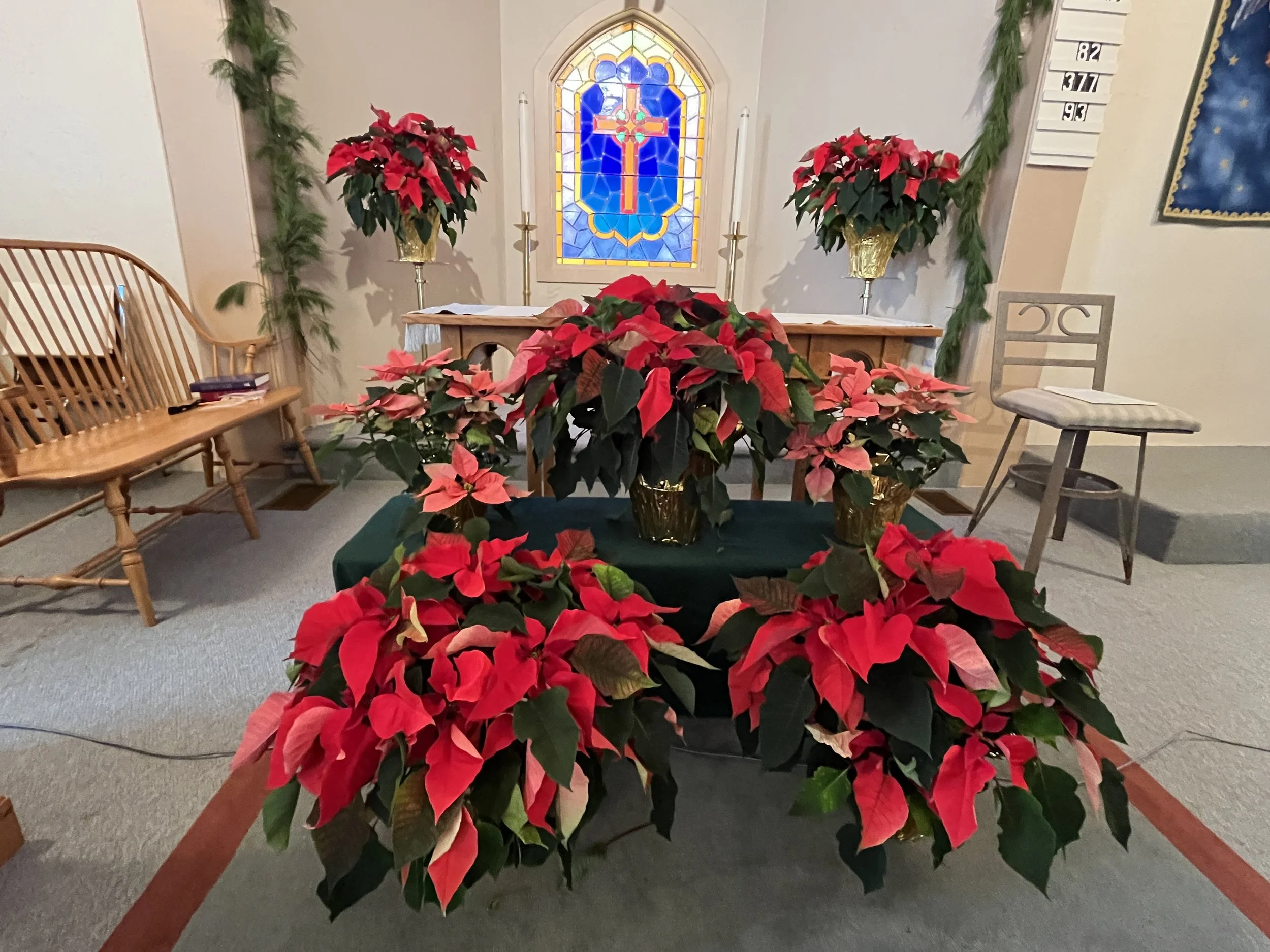 2025 Advent Pointsettias.JPG