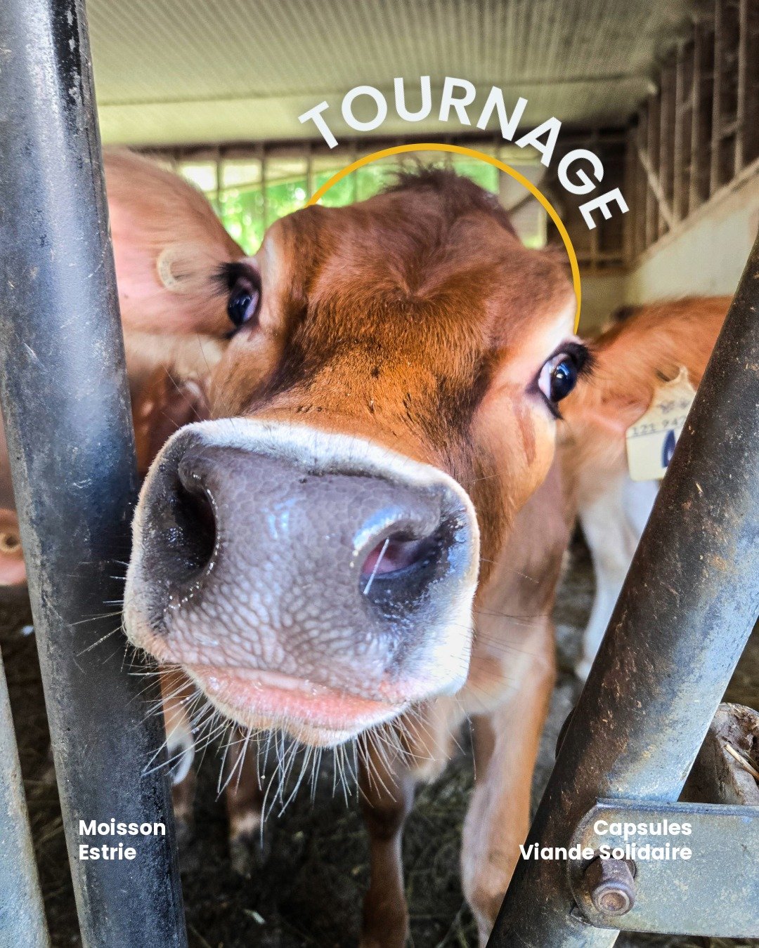 Tournage pour le projet Viande solidaire avec Moisson Estrie 🎥 

Une initiative inspirante qui valorise la viande d&rsquo;animaux d&rsquo;&eacute;levage tout en soutenant les banques alimentaires de la r&eacute;gion.

Un projet porteur de sens qu&rs
