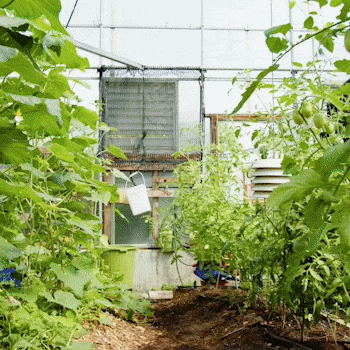 Un jardin intérieur avec des plantes en croissance, décoré avec des illustrations colorées de fruits stylisés et un visage souriant sur une illustration de fruit violet.