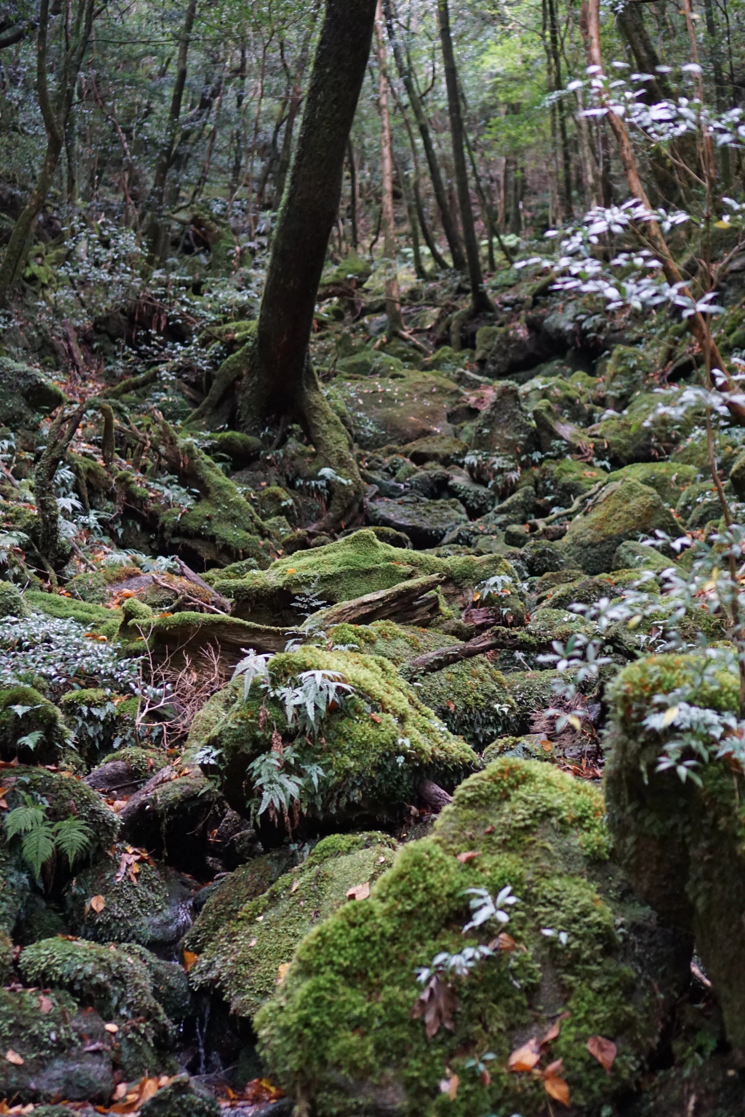 photo of a mossy-filled forest floor from Yakushima, Japan