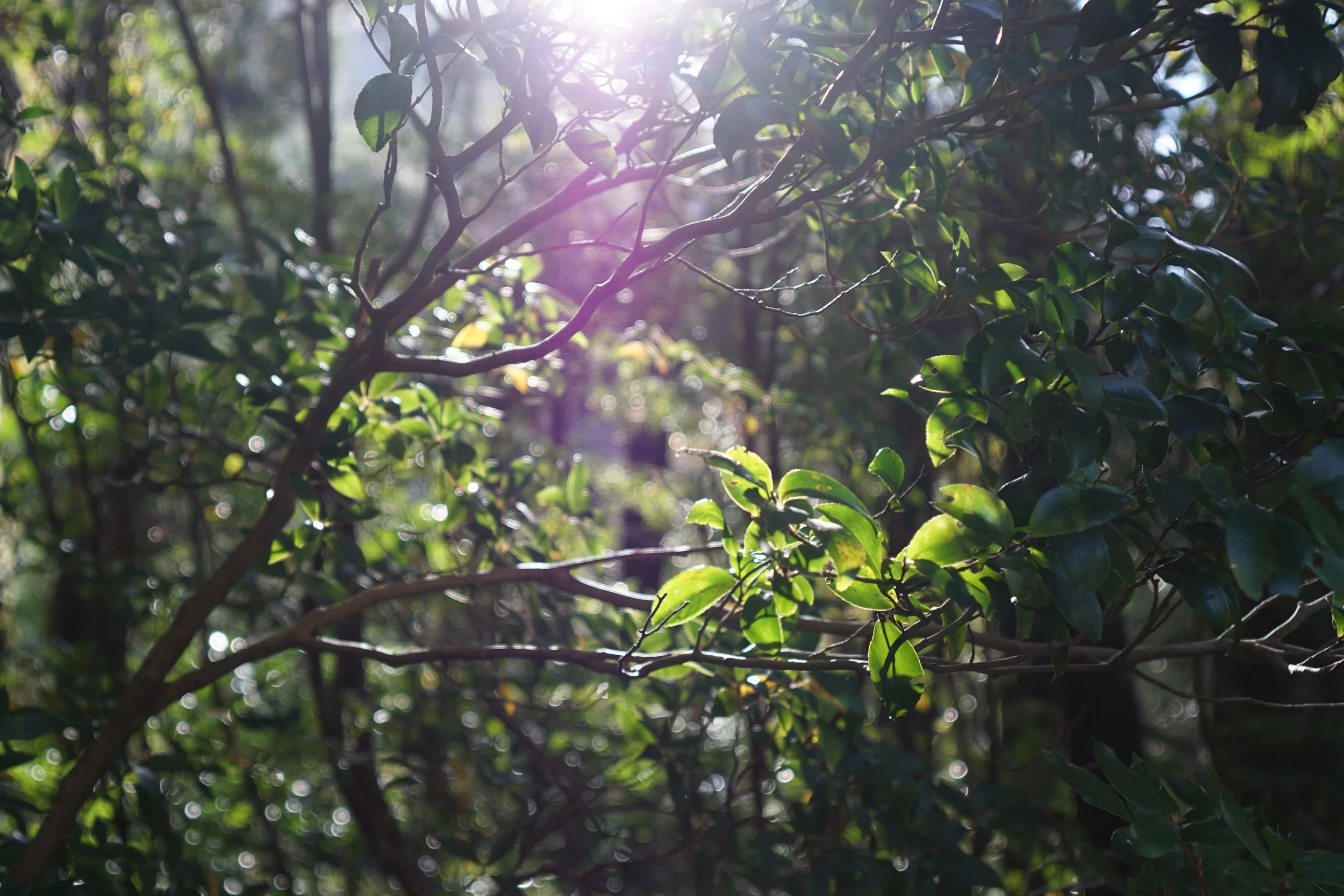 photo of green leaves with a purple sunburst in Yakushima, Japan