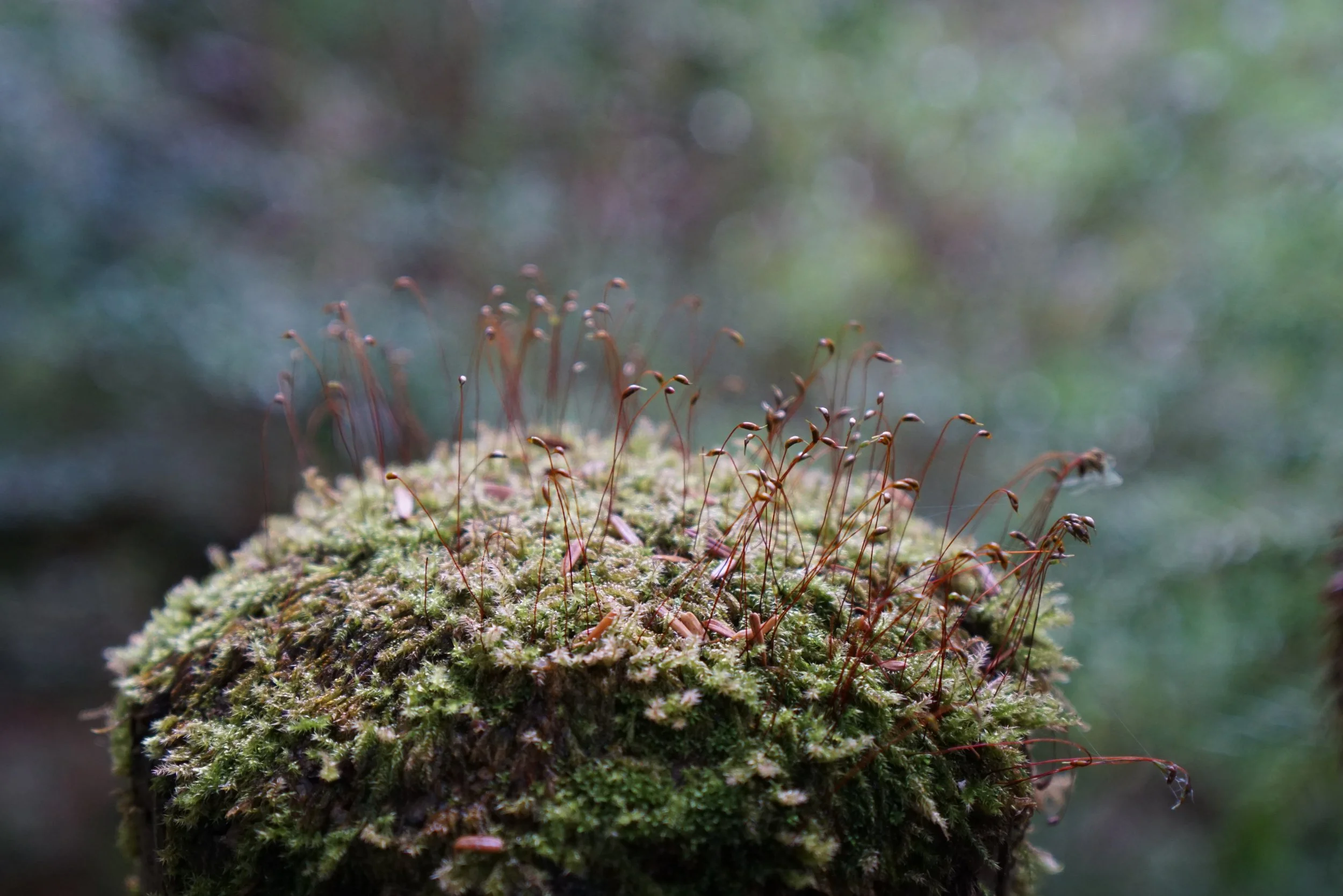 DSC03547.JPG