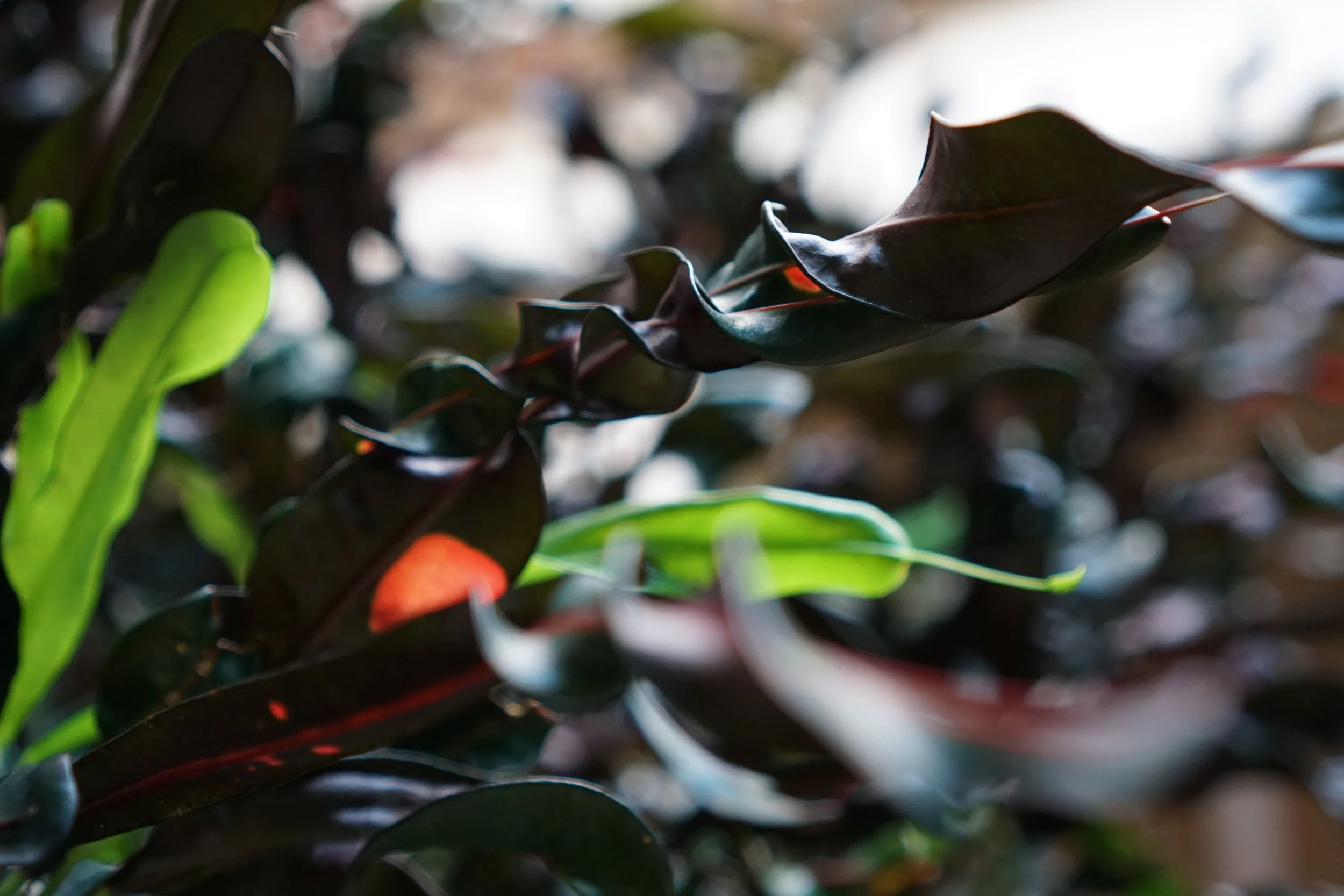 Close up photo of a twisty deep red and purple plant with a few yellow-green leaves contrasting