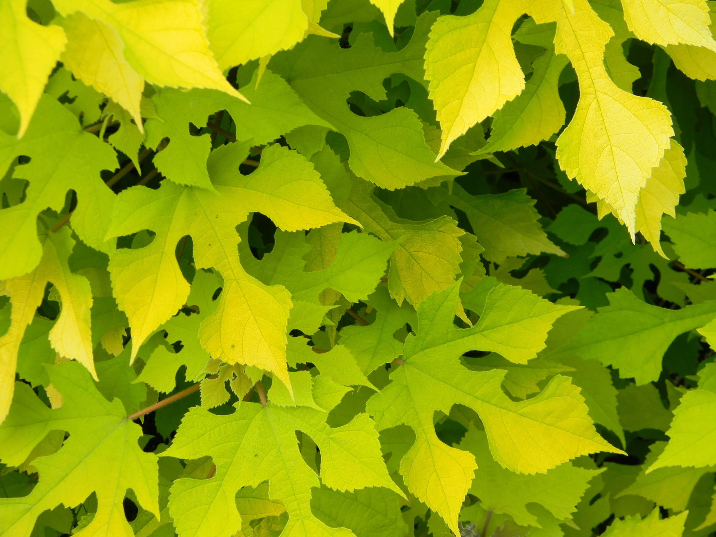 close up of yellow-green leaves with a very curvy yet geometric shape