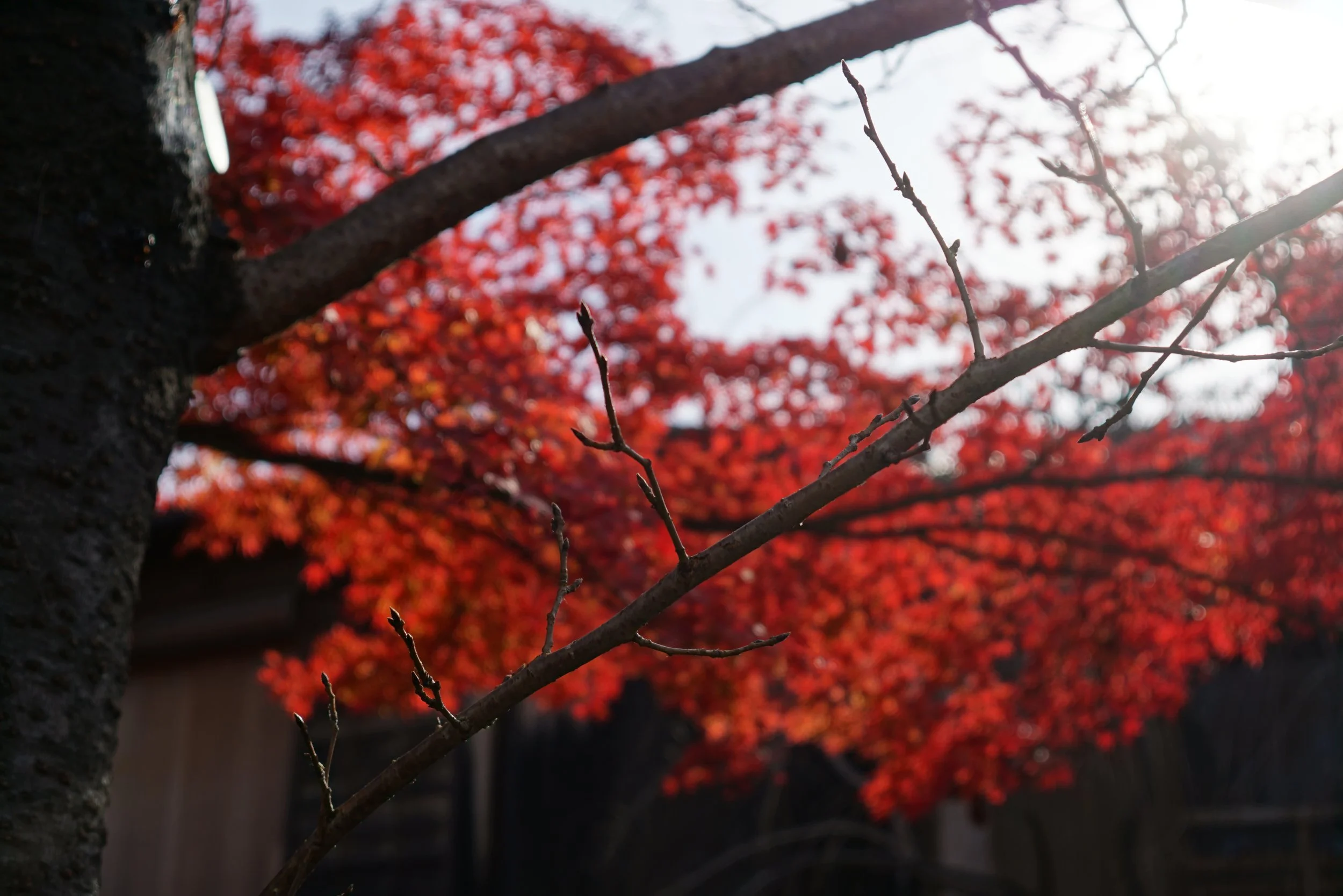 DSC05685.JPG