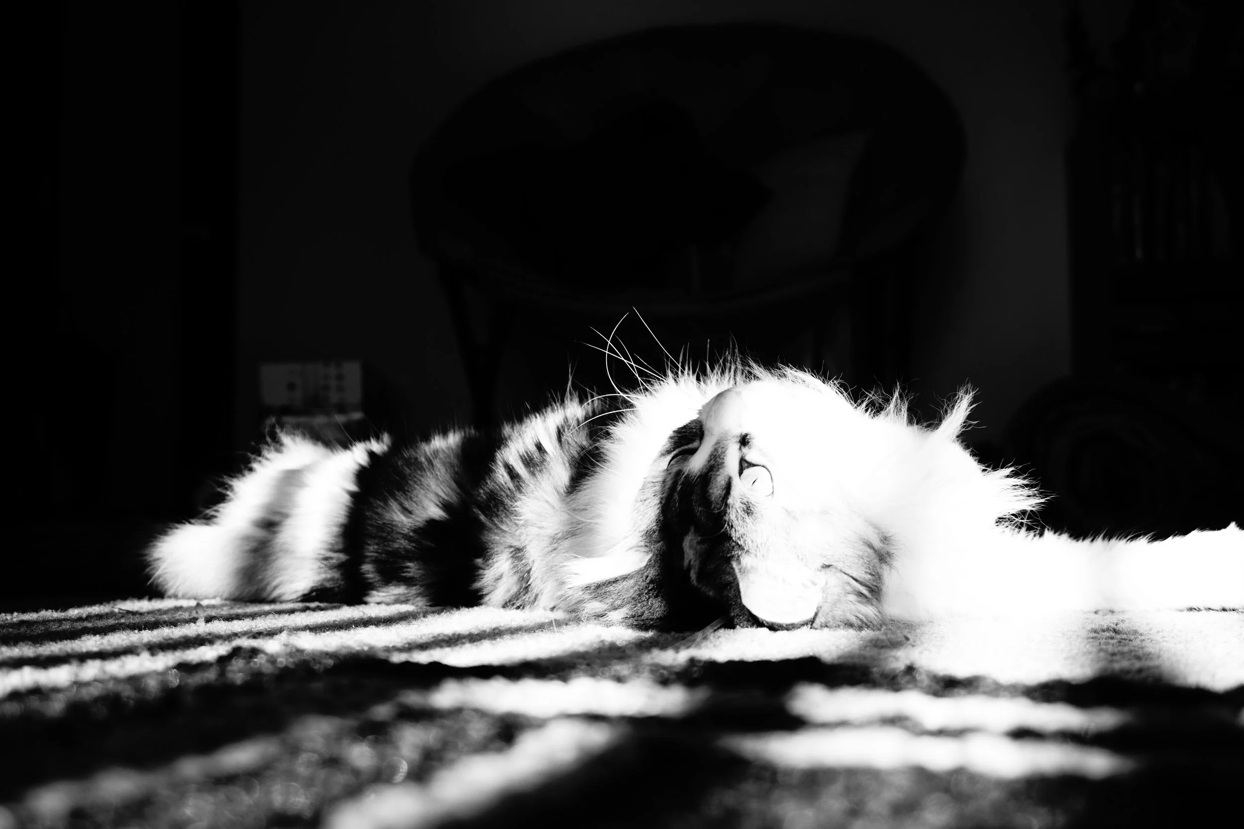 black and white photo of a calico cat with the sun adding stripes