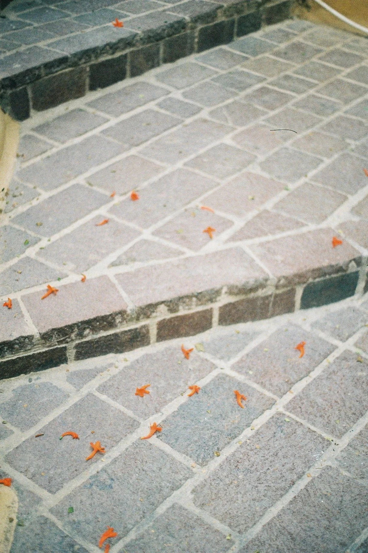 IMG_0164.png