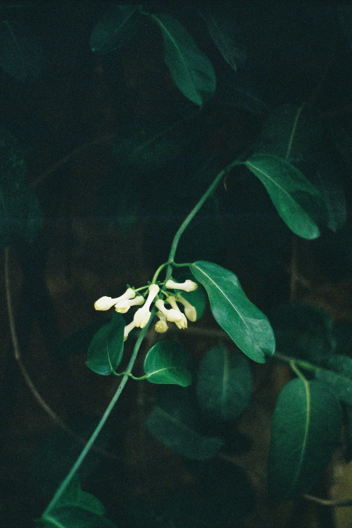 IMG_0166.png
