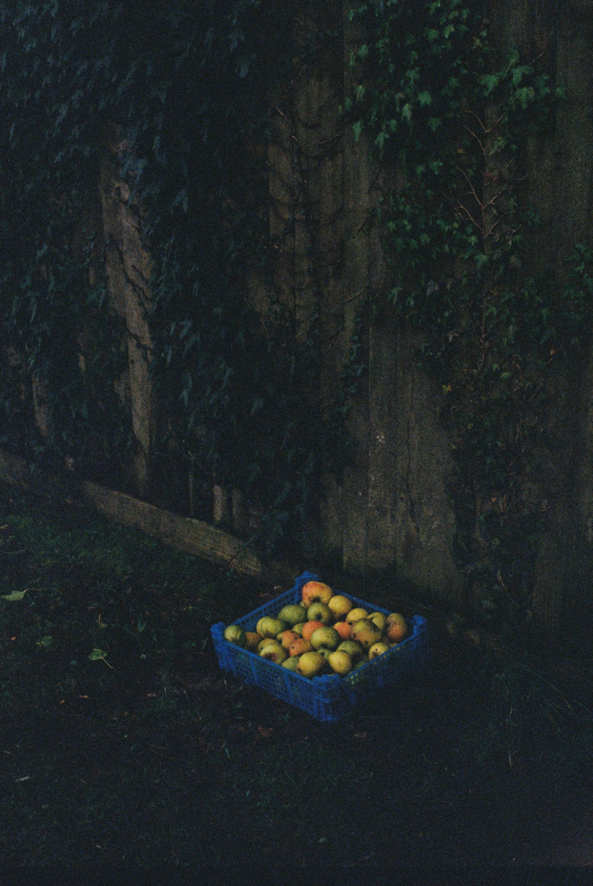 totnes_2026_ (15).JPG