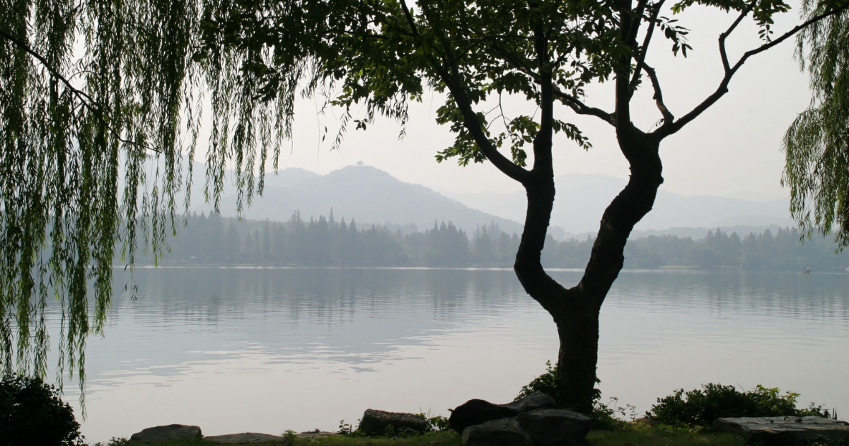 Willow tree on the edge of body of water with mountains and trees in view.