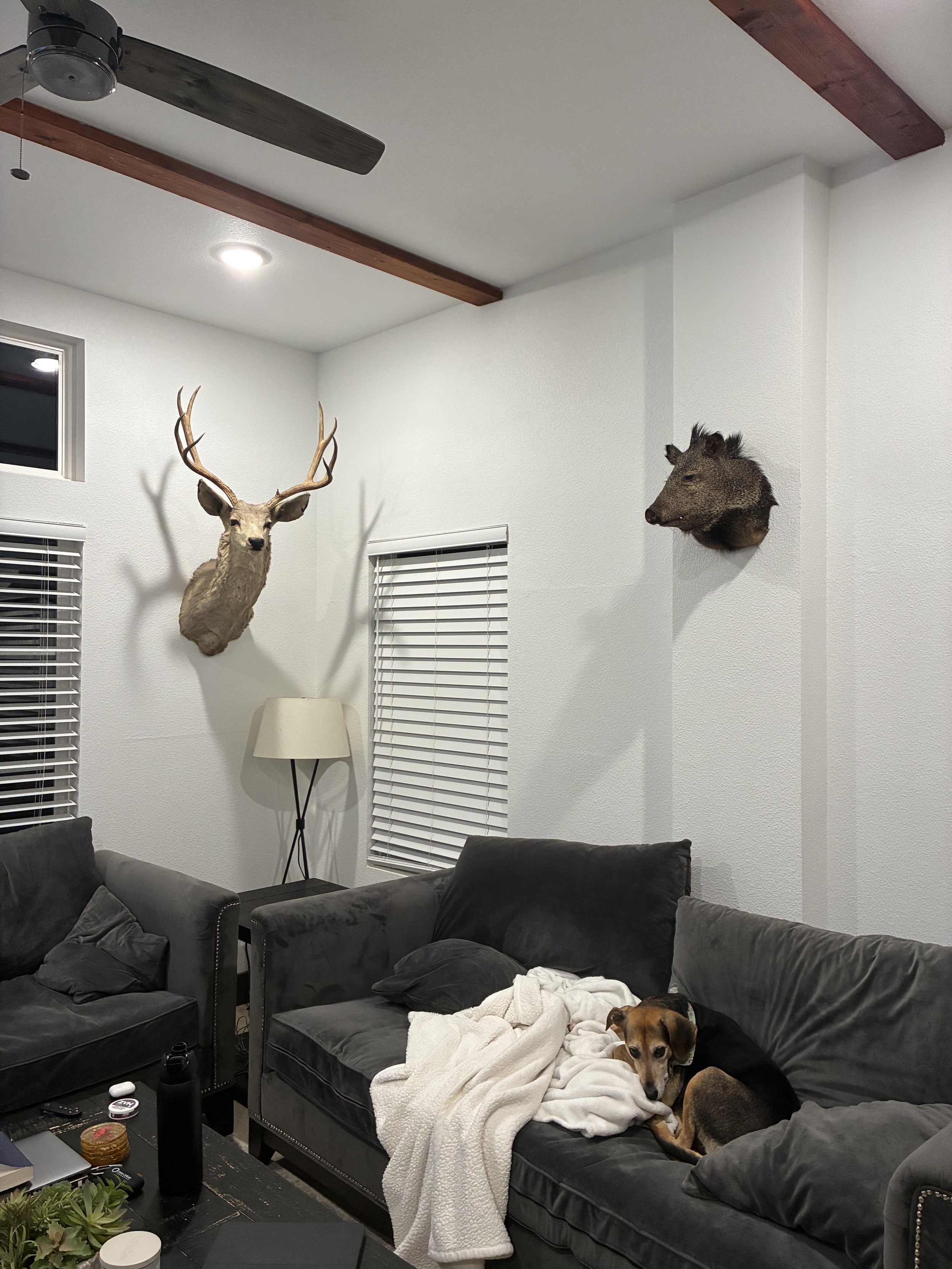 Living room with two black sofas, one dog lying on a pillow, a cream blanket, a black water bottle, a tray with candles, and house plants on a dark wooden table. Behind the sofas are white walls with two windows and window blinds. The ceiling has a c