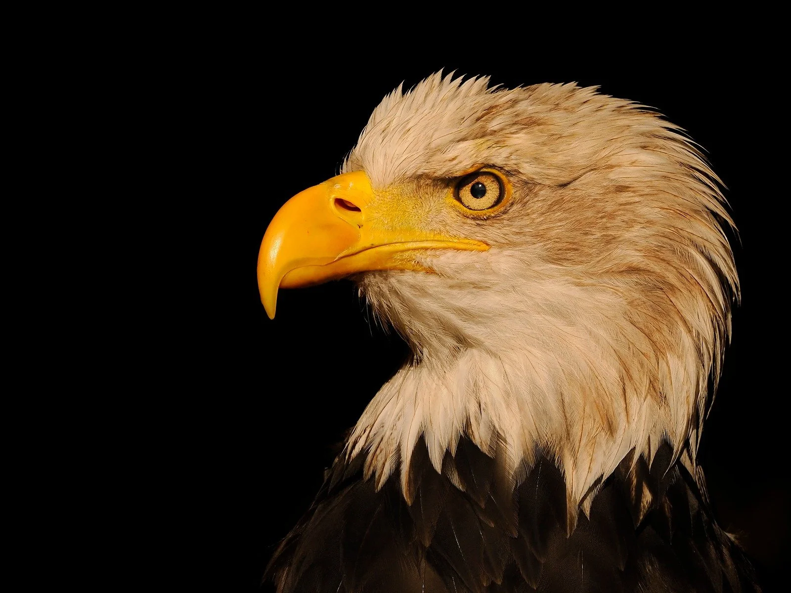 Shoot Better Pictures Workshop - Eagles, Owls and Friends - Feb 10 2026 - Wildbunch members day