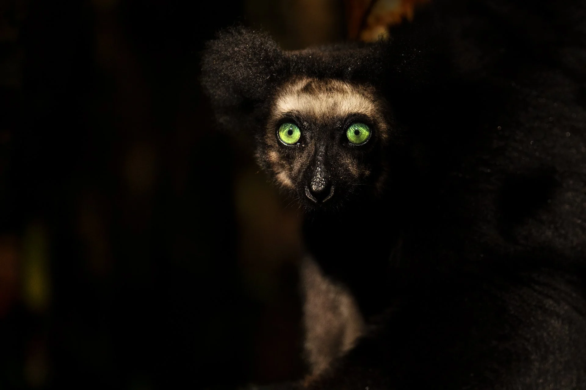 Andy Rouse Wildlife Photography