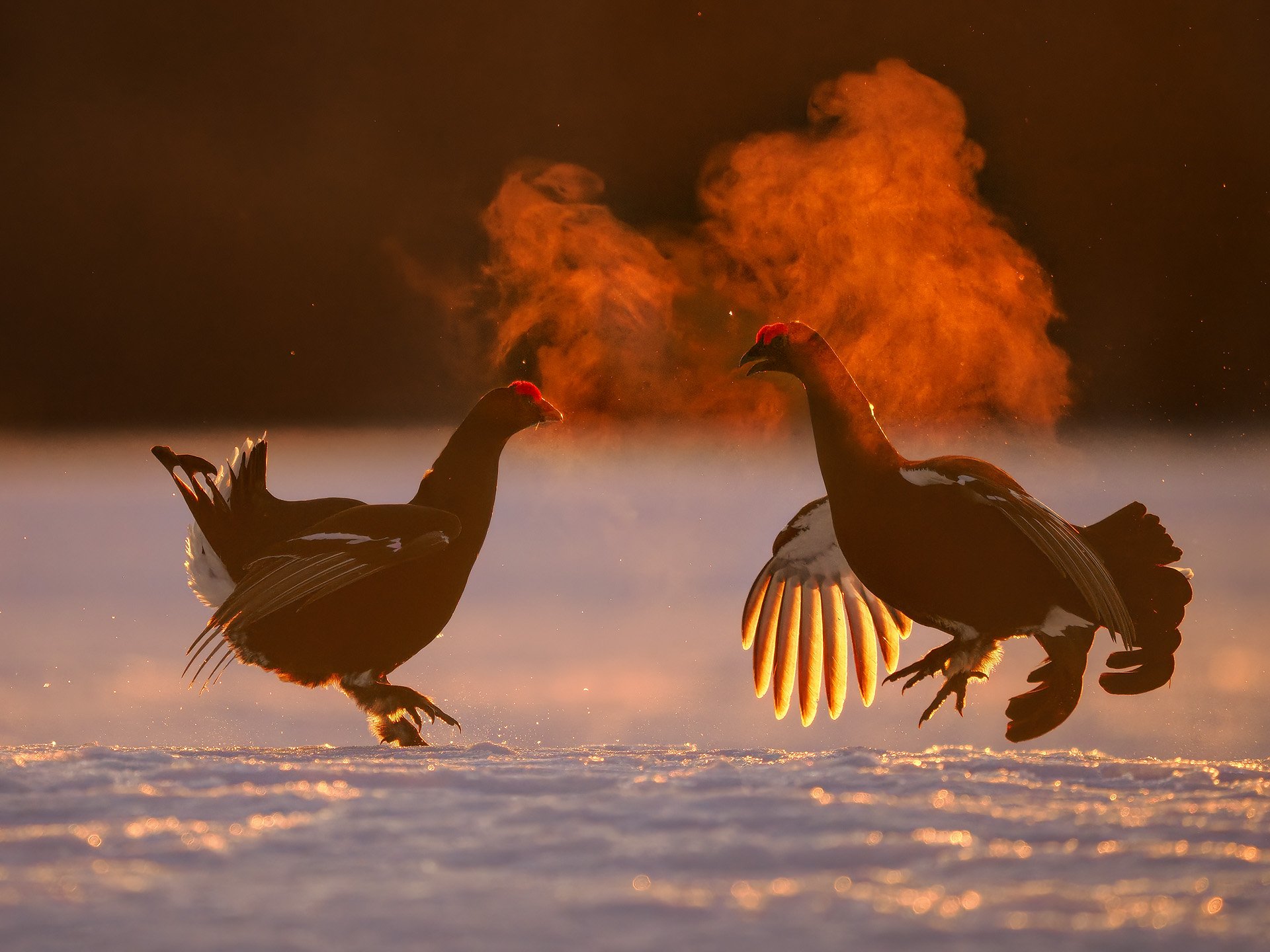 Two wild turkeys fighting on snow-covered ground during sunset with a fiery orange explosion in the background.