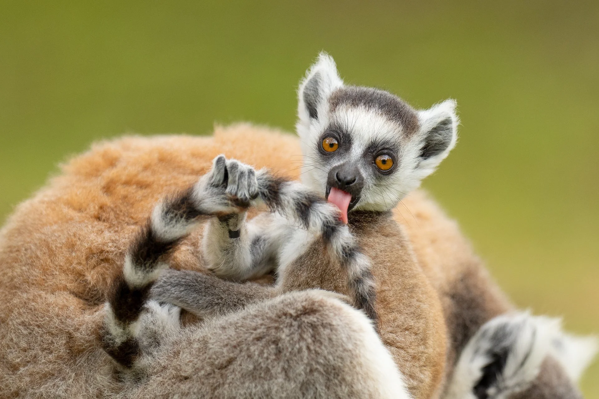 Highly Commended: Natures Best 2025 - Animal Antics