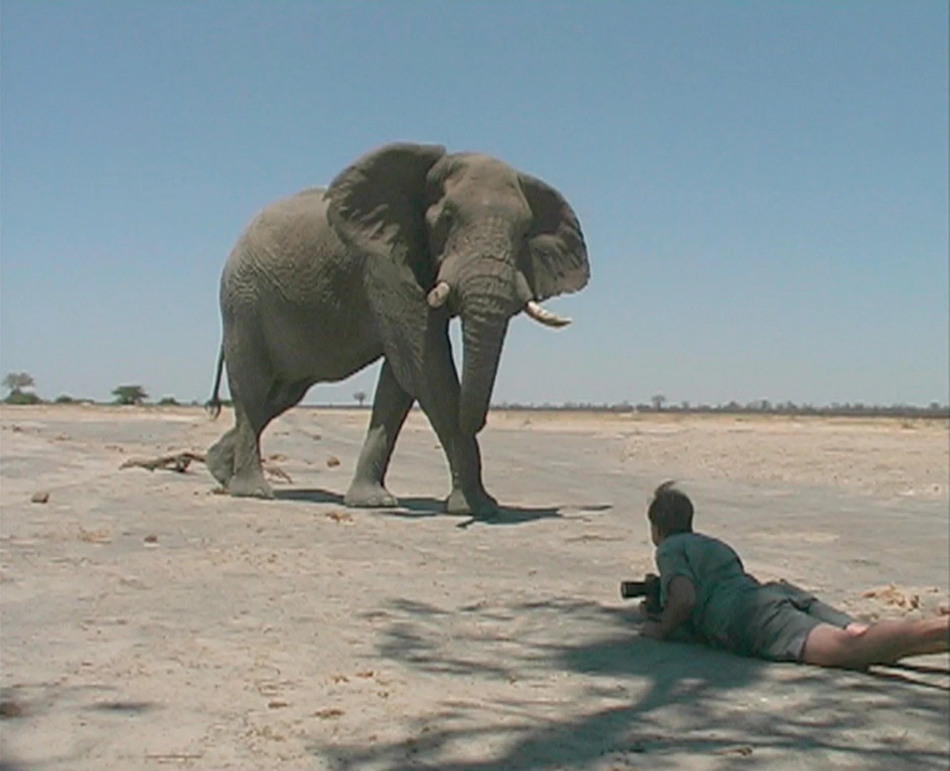 A man lying on the ground with a camera watching an elephant walking towards him across a dry, open landscape under clear blue sky.