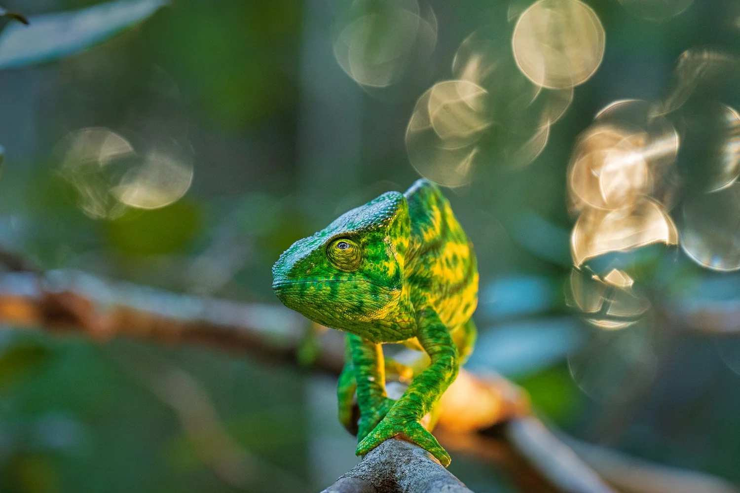 Andy Rouse Wildlife Photography