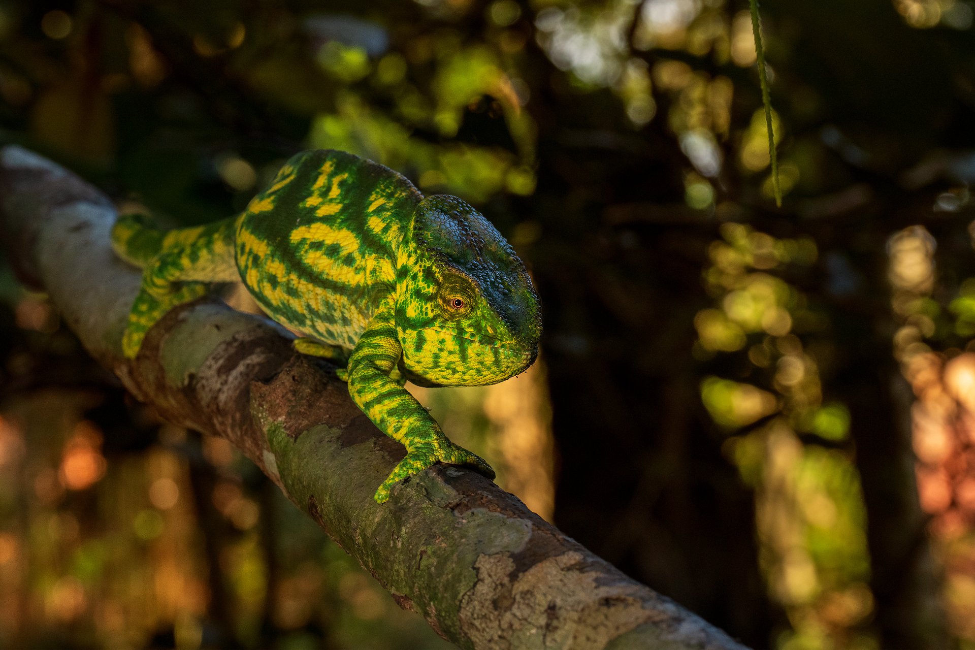 A green and yellow chameleon perched on a tree branch in a forested environment.