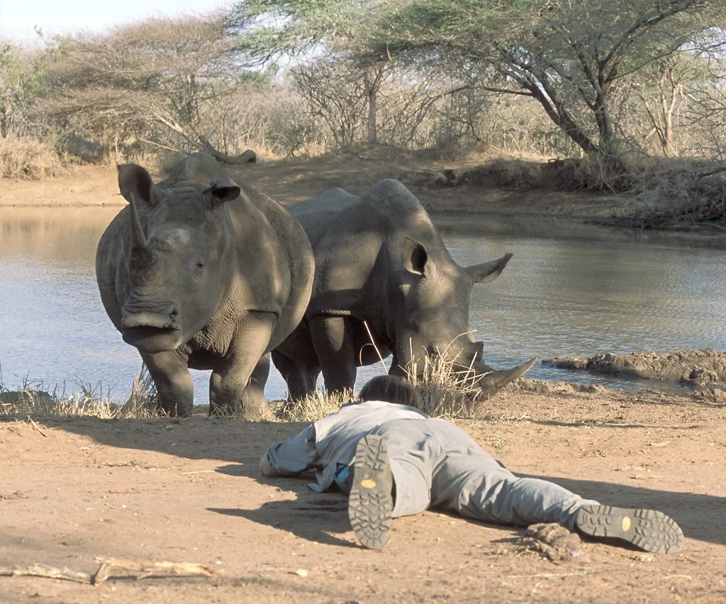 A person is lying on the ground near a waterhole with two rhinoceroses in the background, surrounded by trees and dry terrain.