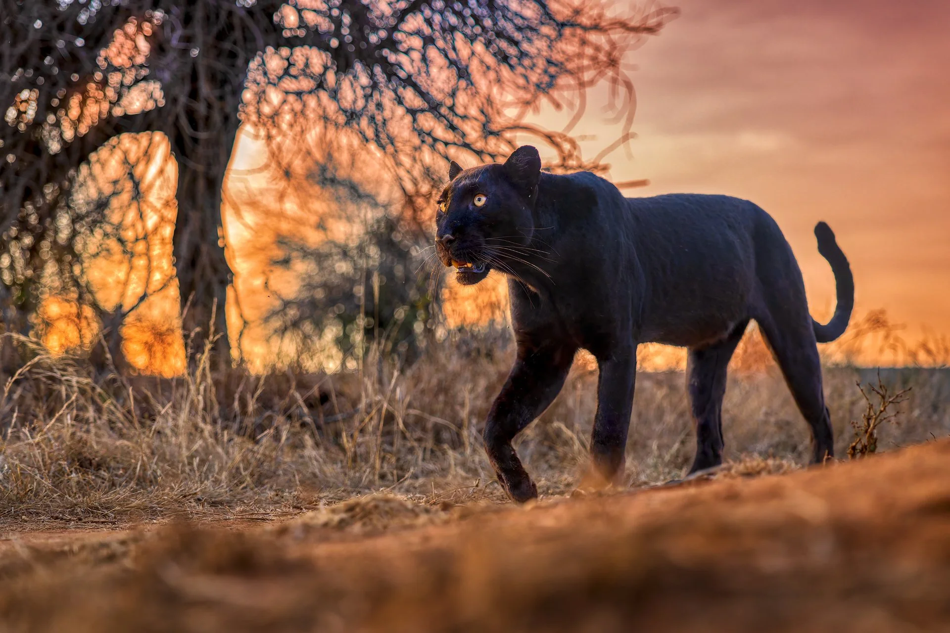 Black leopard walking against the sunset