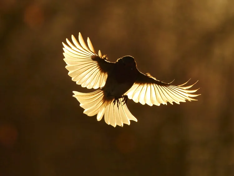 Andy Rouse Wildlife Photography