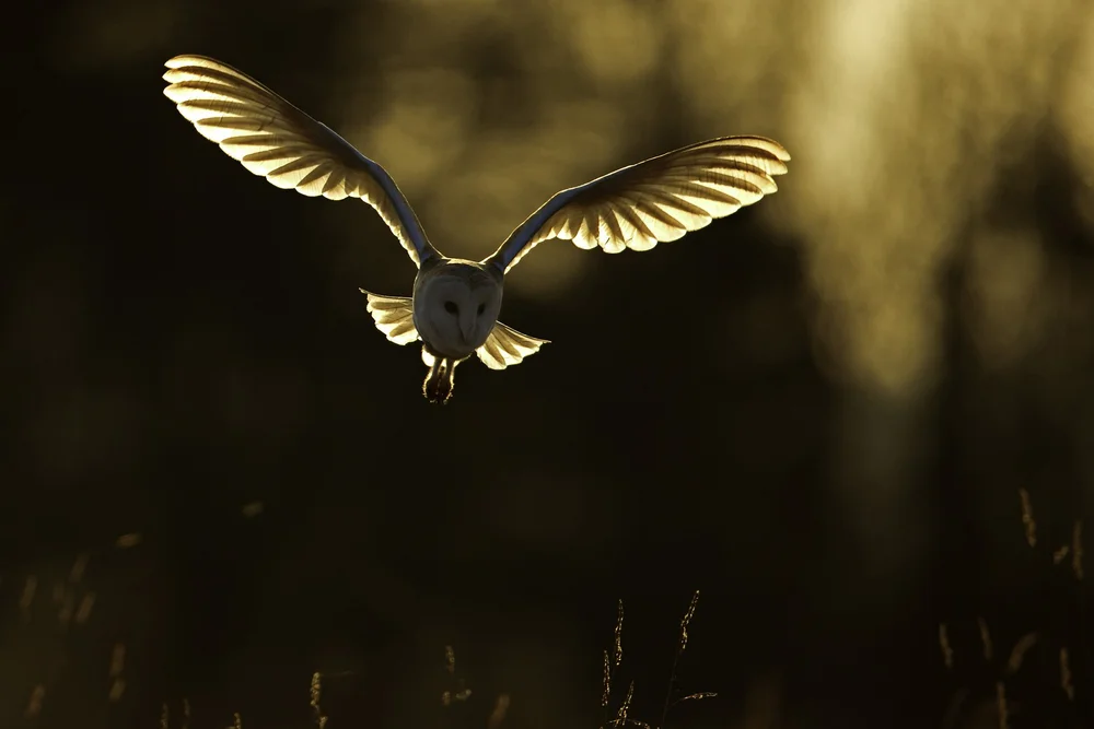 Andy Rouse Wildlife Photography