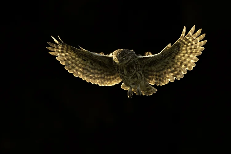 Andy Rouse Wildlife Photography