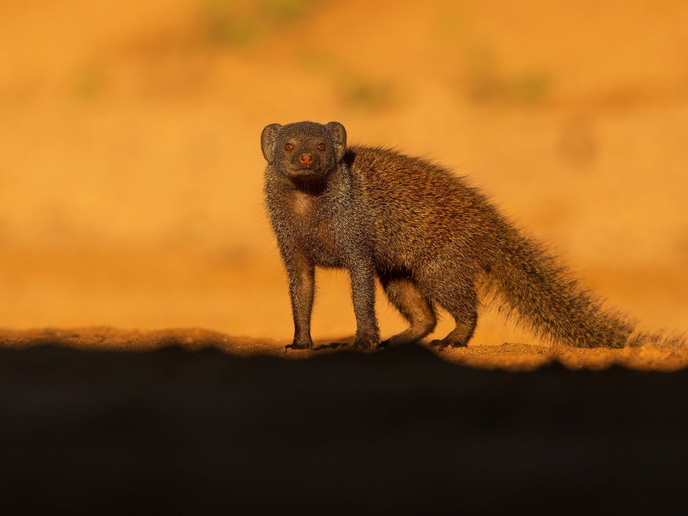 Andy Rouse Wildlife Photography