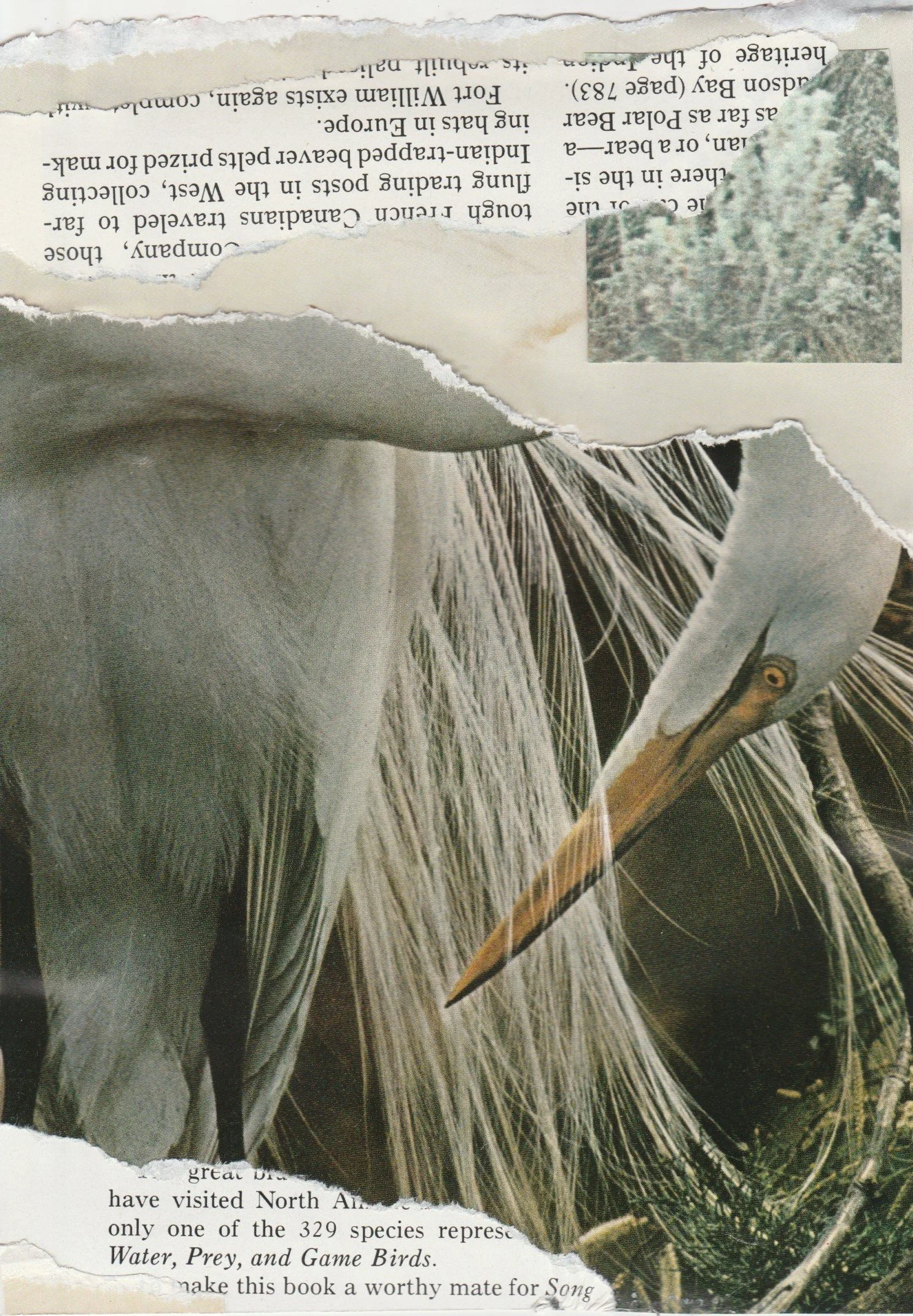 bird collage.jpeg