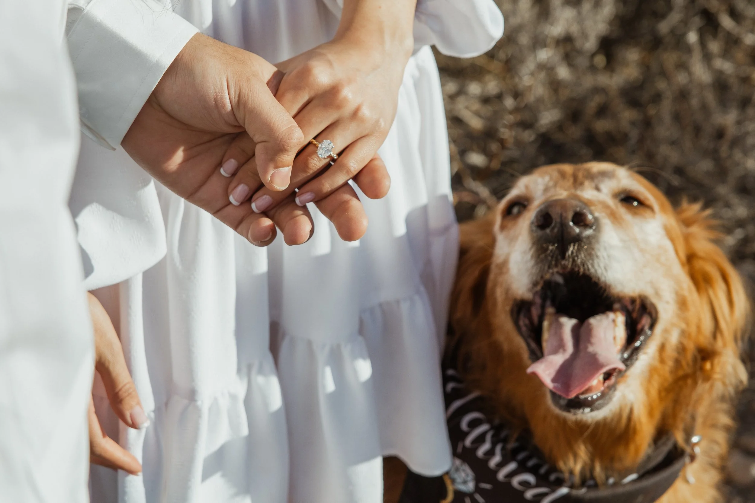 Close-up of a couple holding hands, with a wedding ring visible on the woman's finger, and a happy golden retriever dog looking up with its mouth open, tongue out, and wearing a bandana.