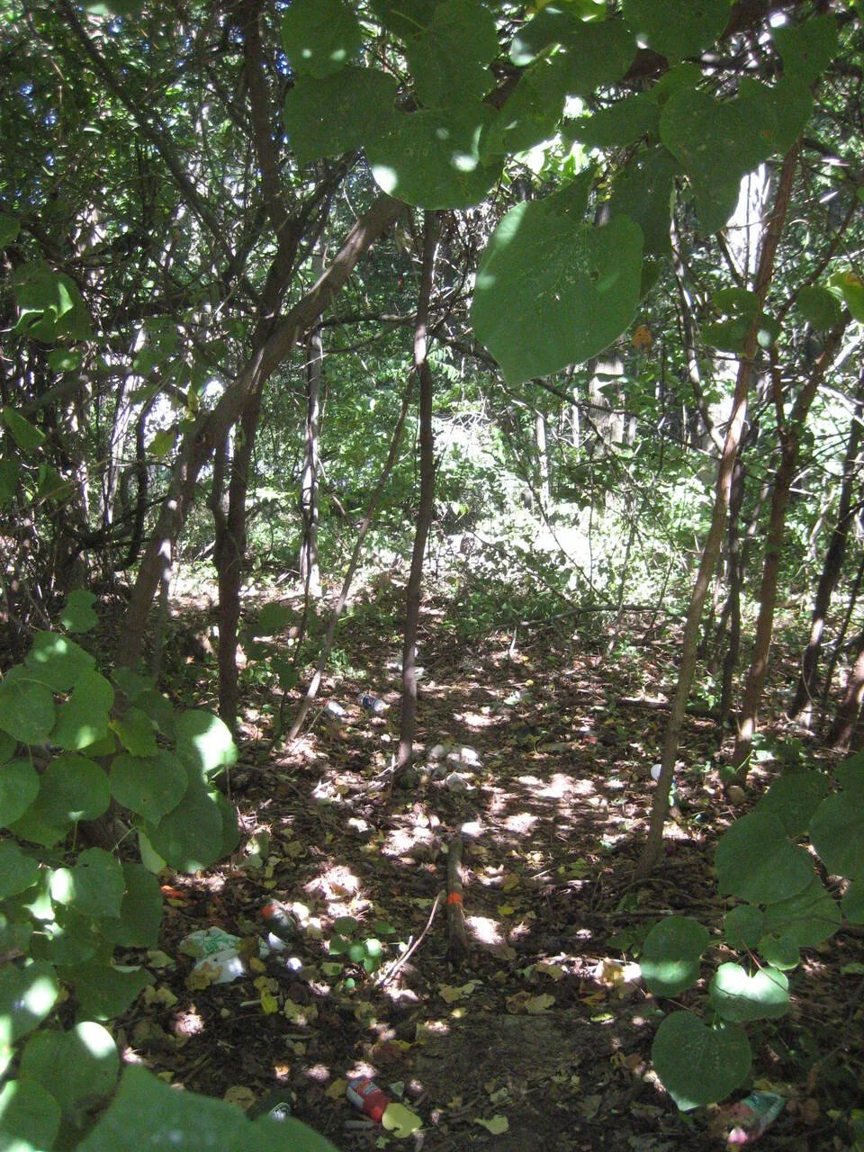 A dense, wooded area with green leaves and sunlight filtering through the branches, and litter on the ground.