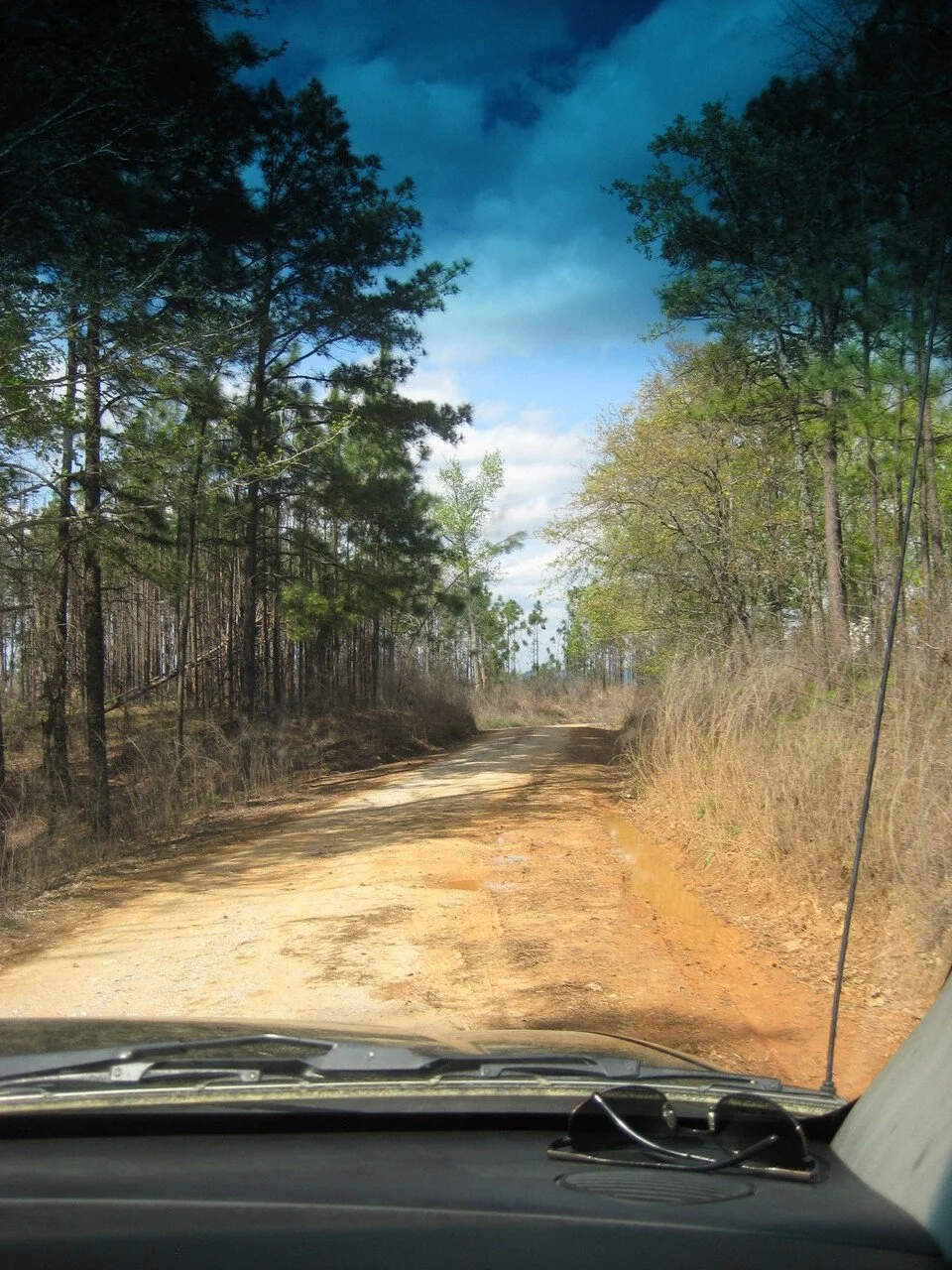 Dirt road through a forest with tall trees on both sides, viewed from inside a vehicle.