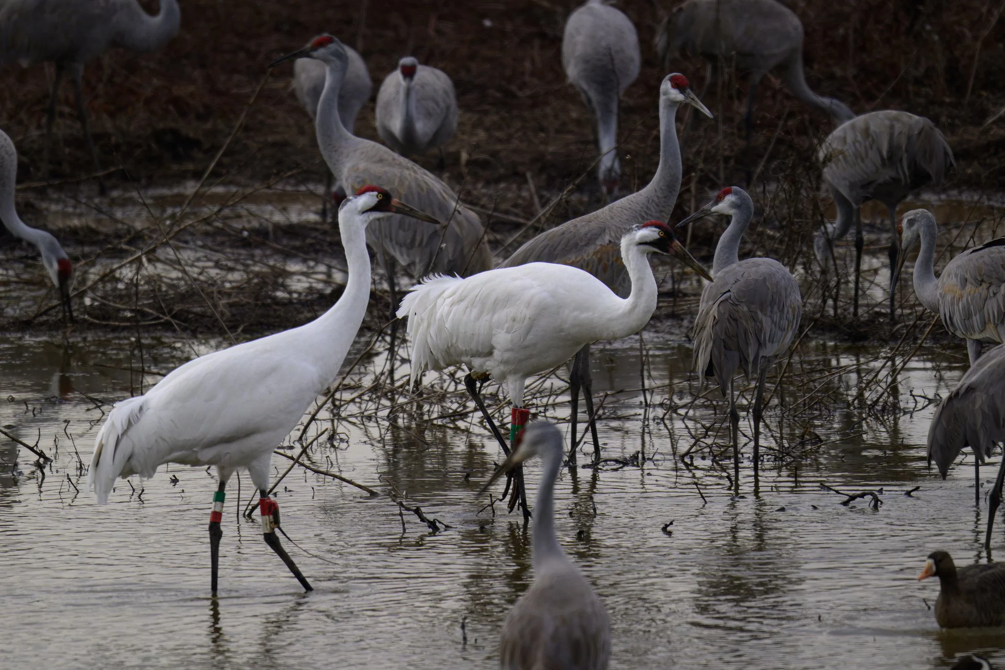 _DSC0902-DxO_DeepPRIME XD2s_XD.jpg