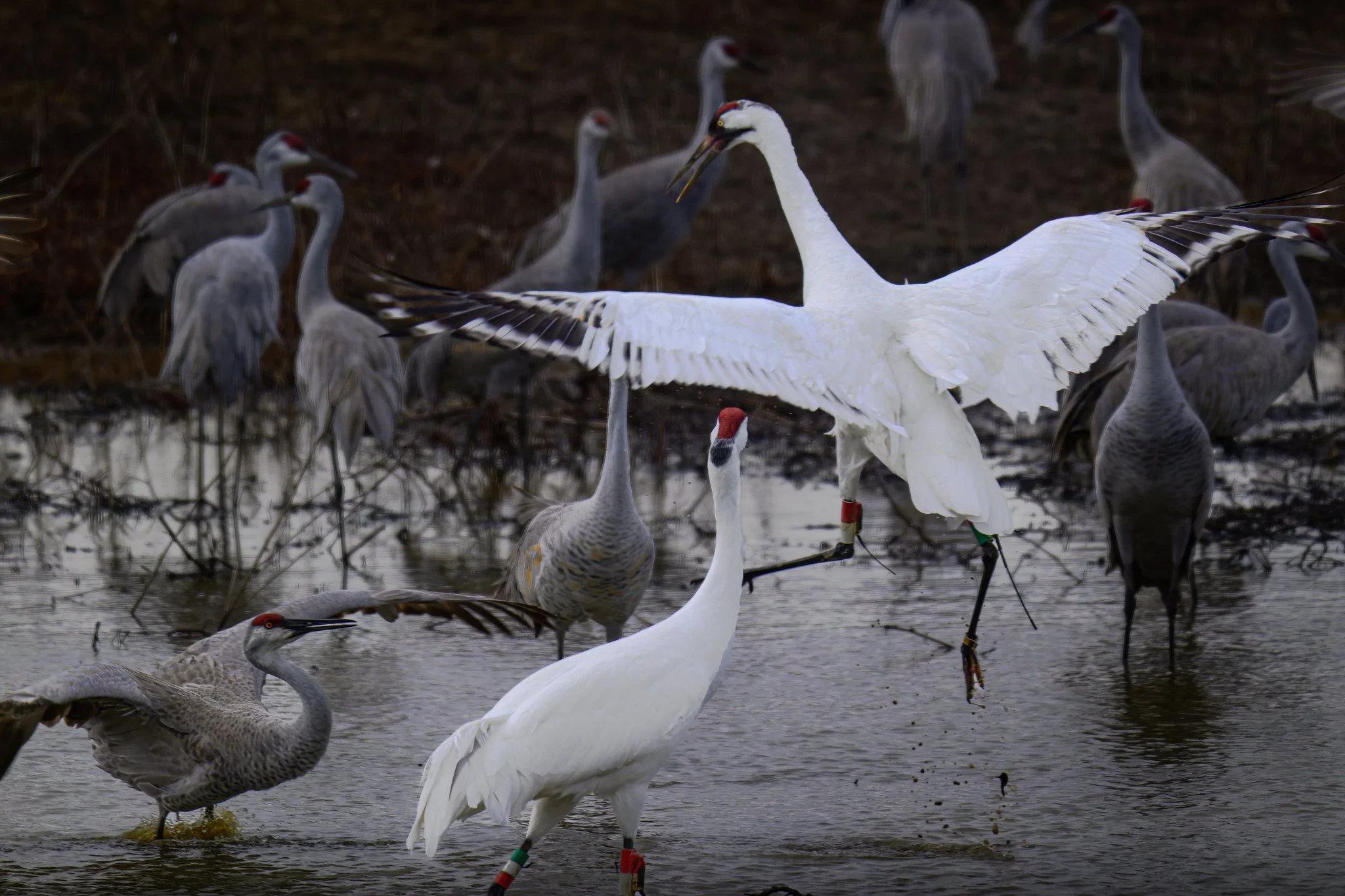 _DSC1021-DxO_DeepPRIME XD2s_XD.jpg