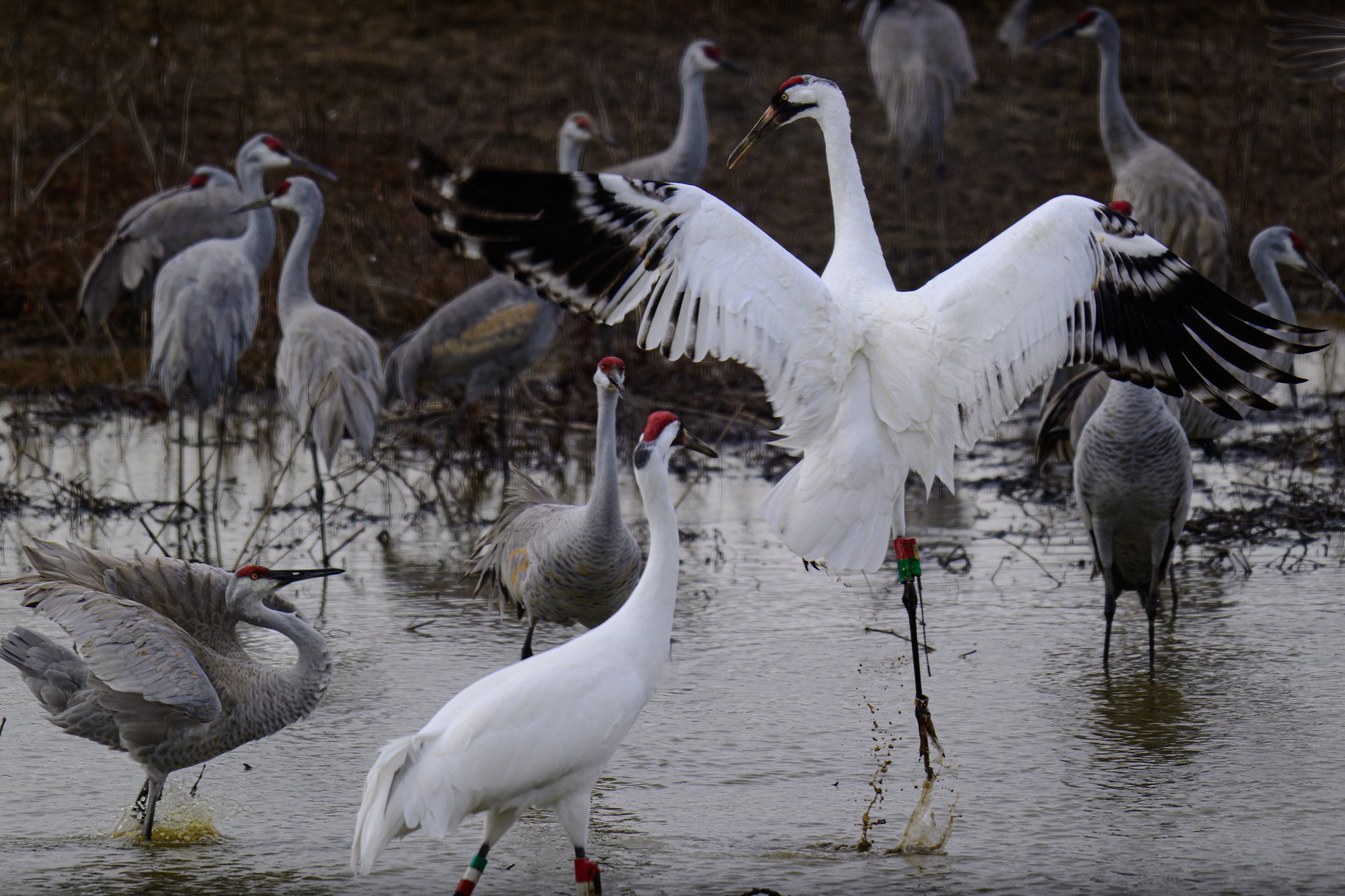 _DSC1018-DxO_DeepPRIME XD2s_XD.jpg