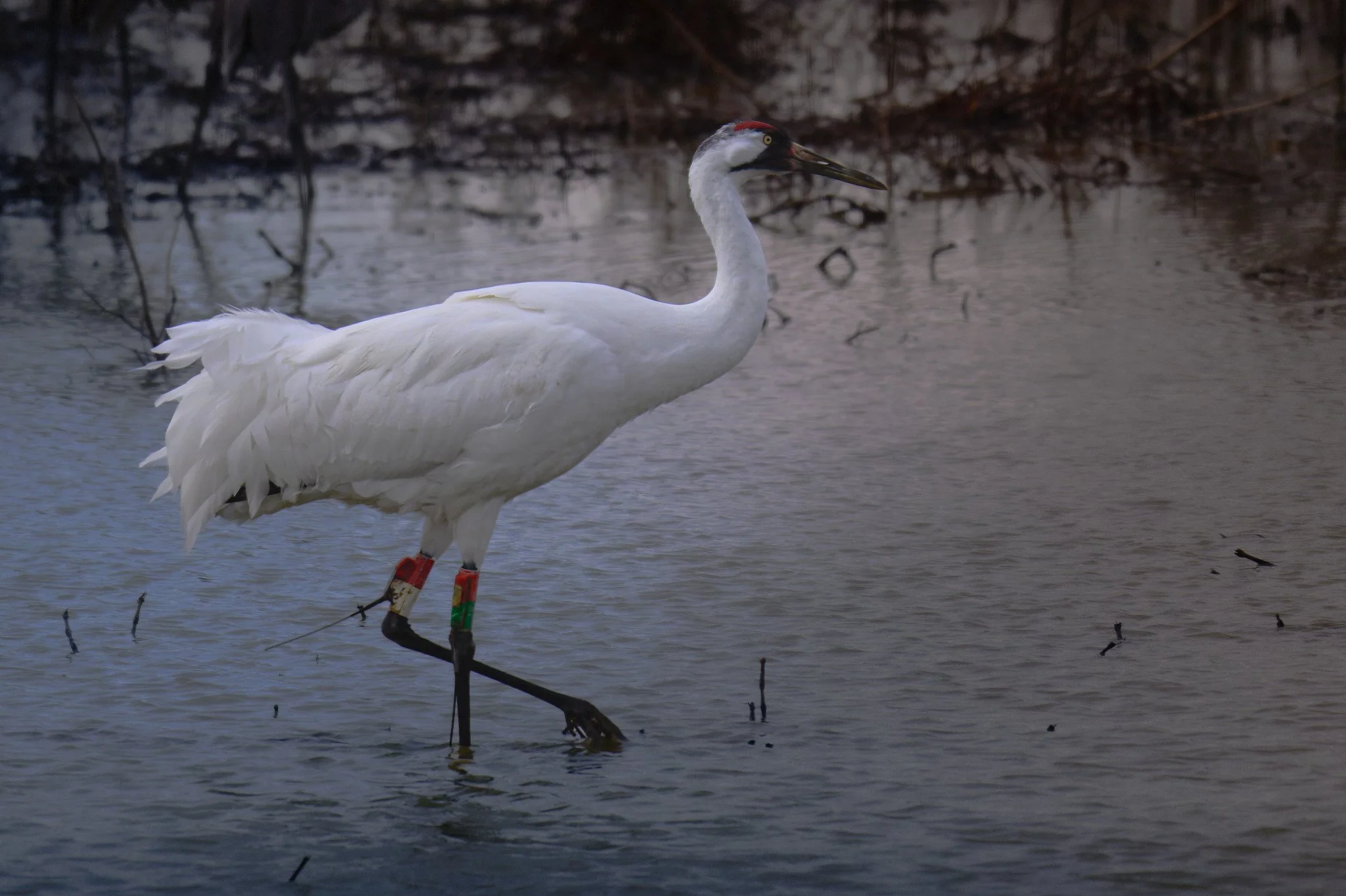 _DSC1057-DxO_DeepPRIME XD2s_XD.jpg