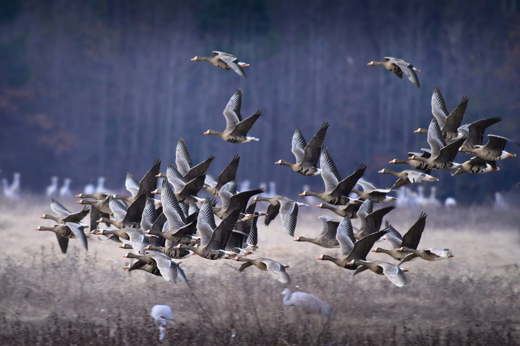 _DSC0184-DxO_DeepPRIME XD2s_XD.jpg