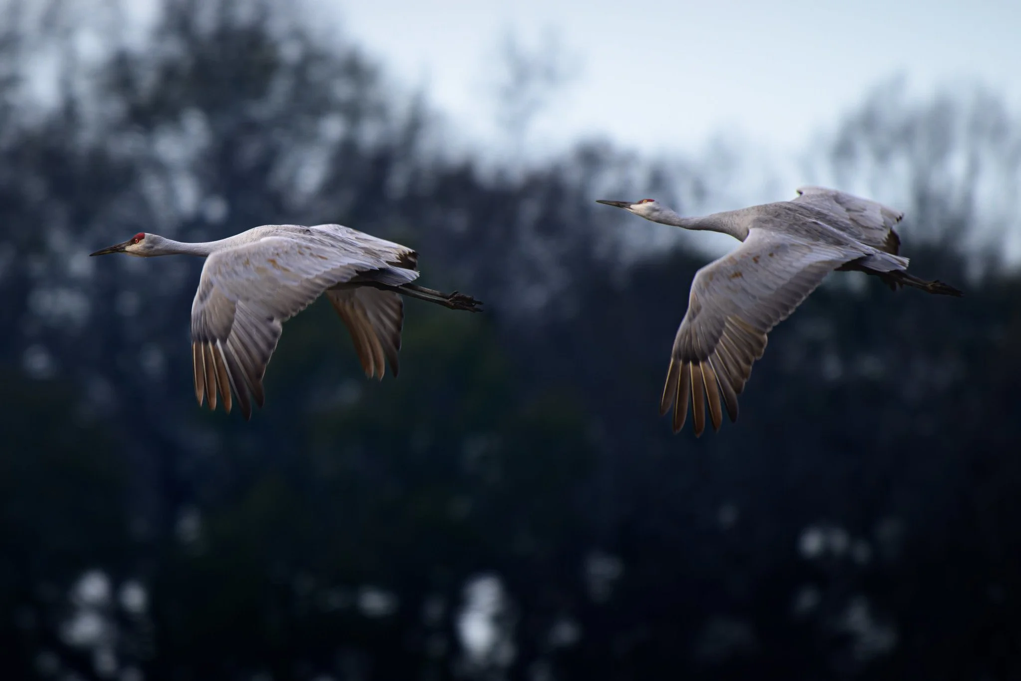 _DSC0110-DxO_DeepPRIME XD2s_XD.jpg