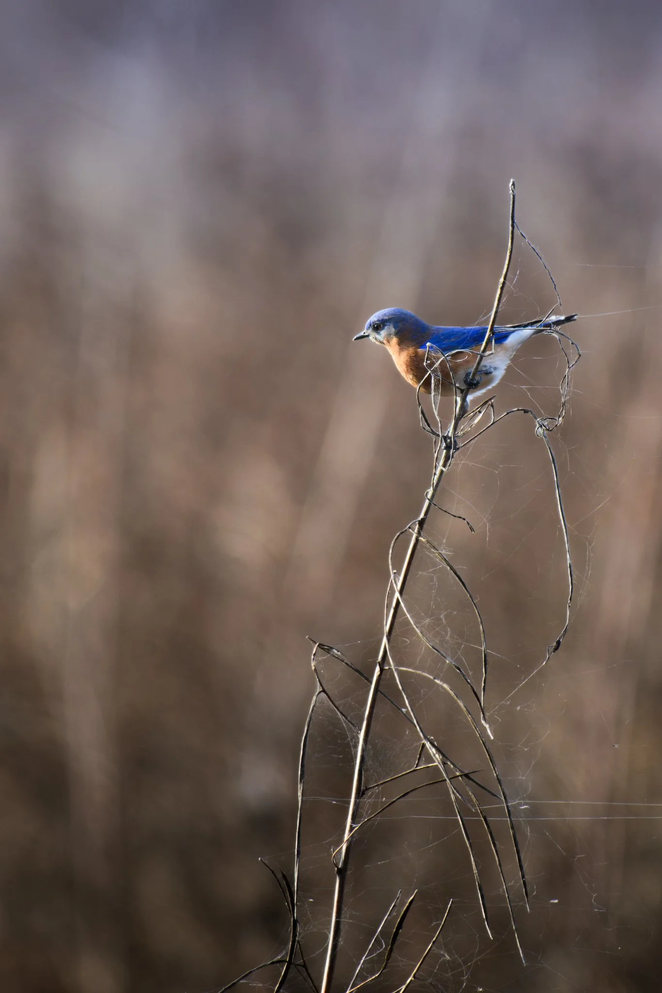 _DSC0499-DxO_DeepPRIME XD2s_XD.jpg