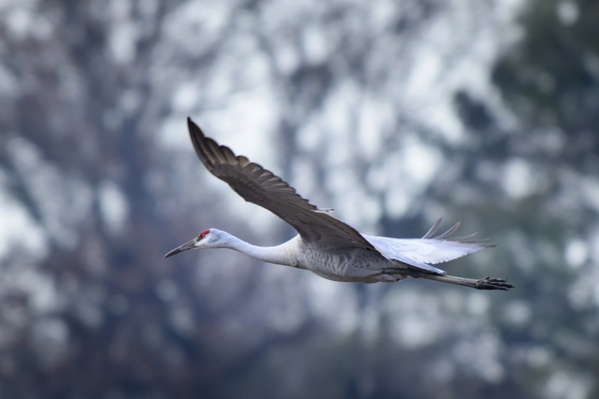 _DSC0102-DxO_DeepPRIME XD2s_XD.jpg