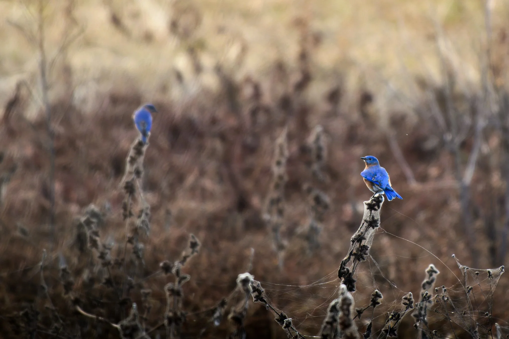 _DSC0158-DxO_DeepPRIME XD2s_XD.jpg