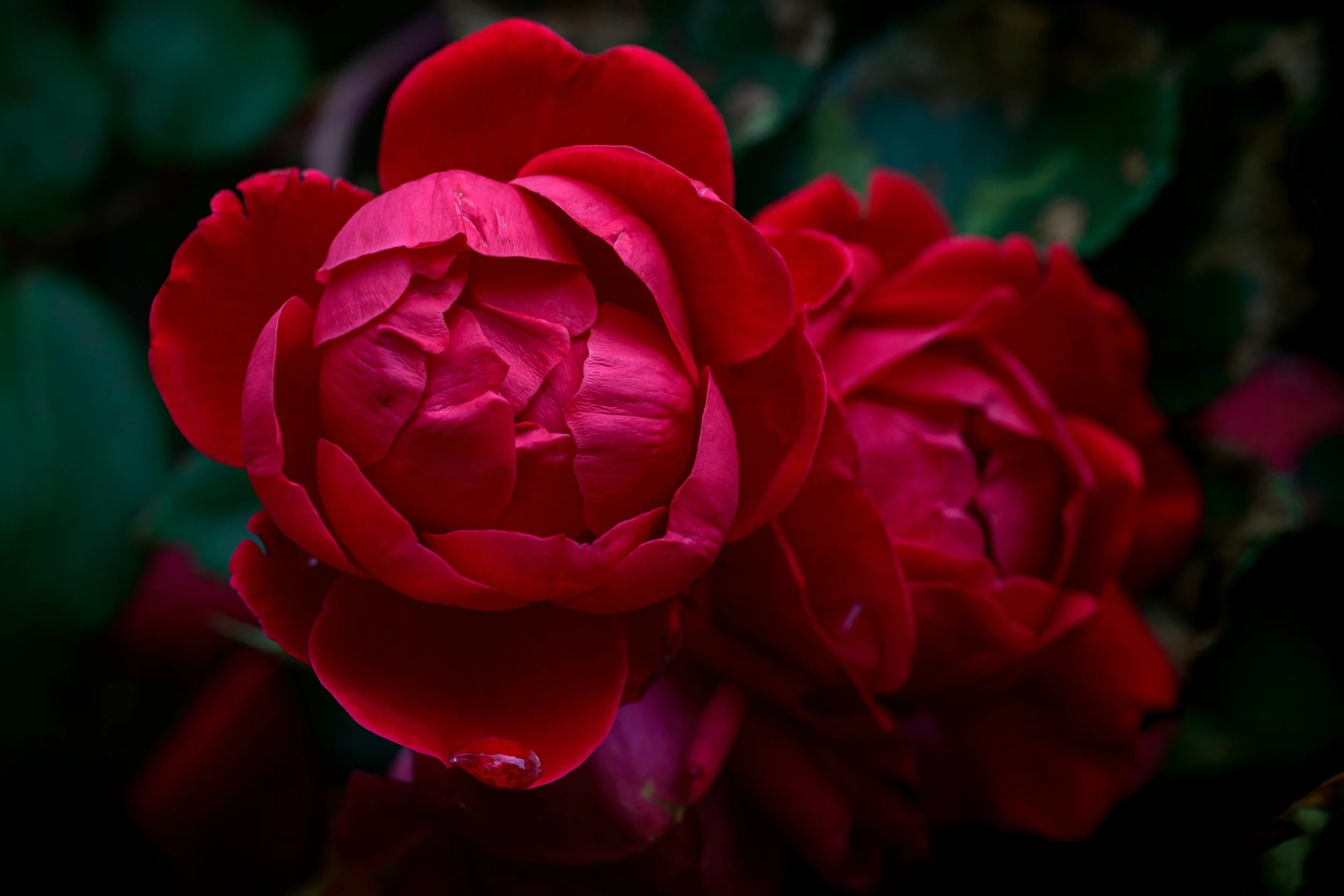 DSC_5627-DxO_DeepPRIME XD2s_XD.jpg