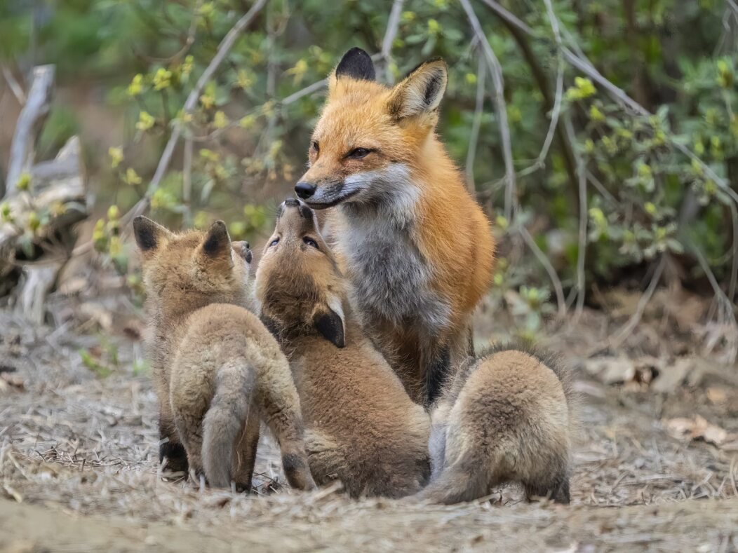 David Black, Motherly Love.jpg