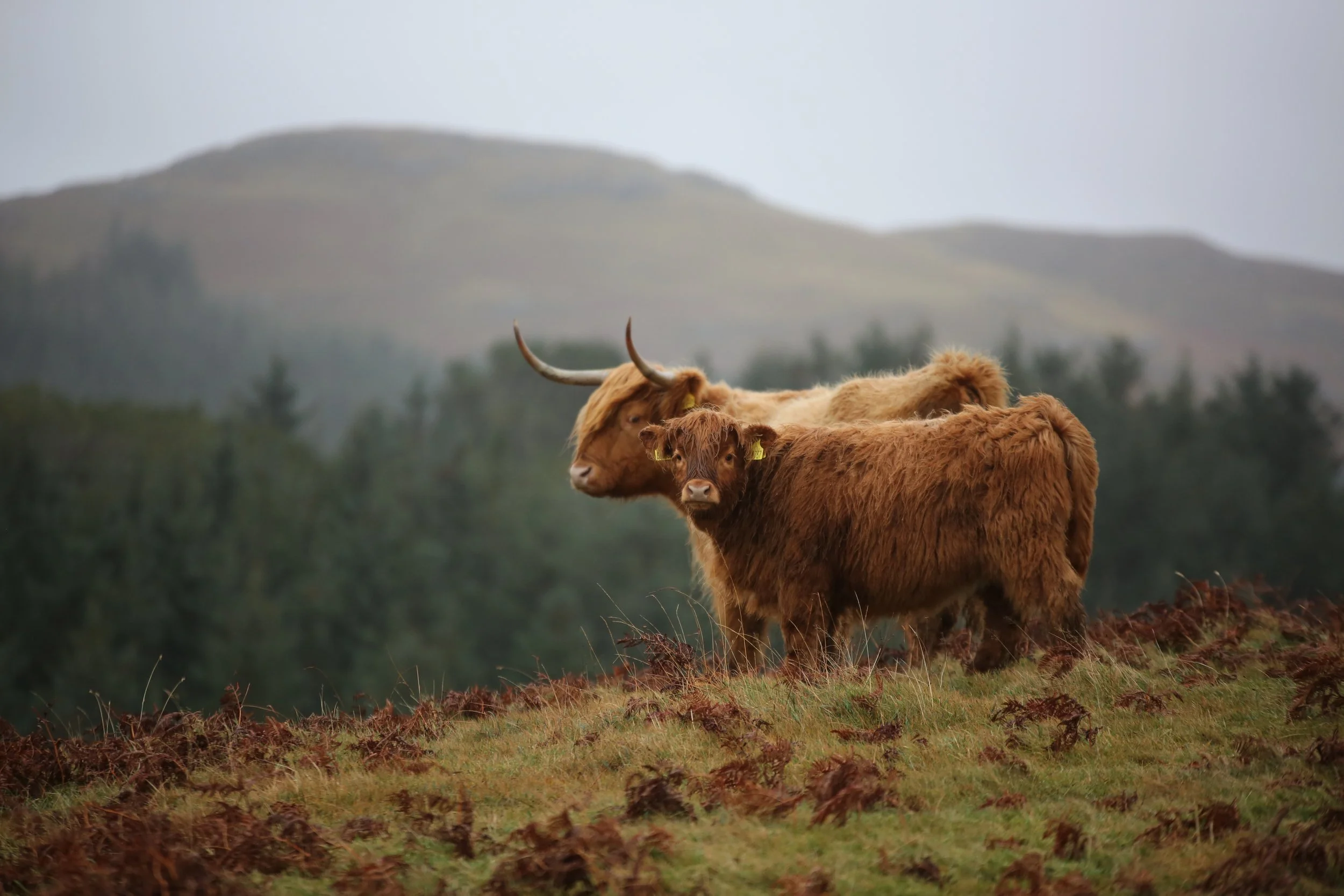 Two Highland cattle standing on a grassy hillside, with trees and hills in the background. Taken from the book " STEAK REVOLUTION".