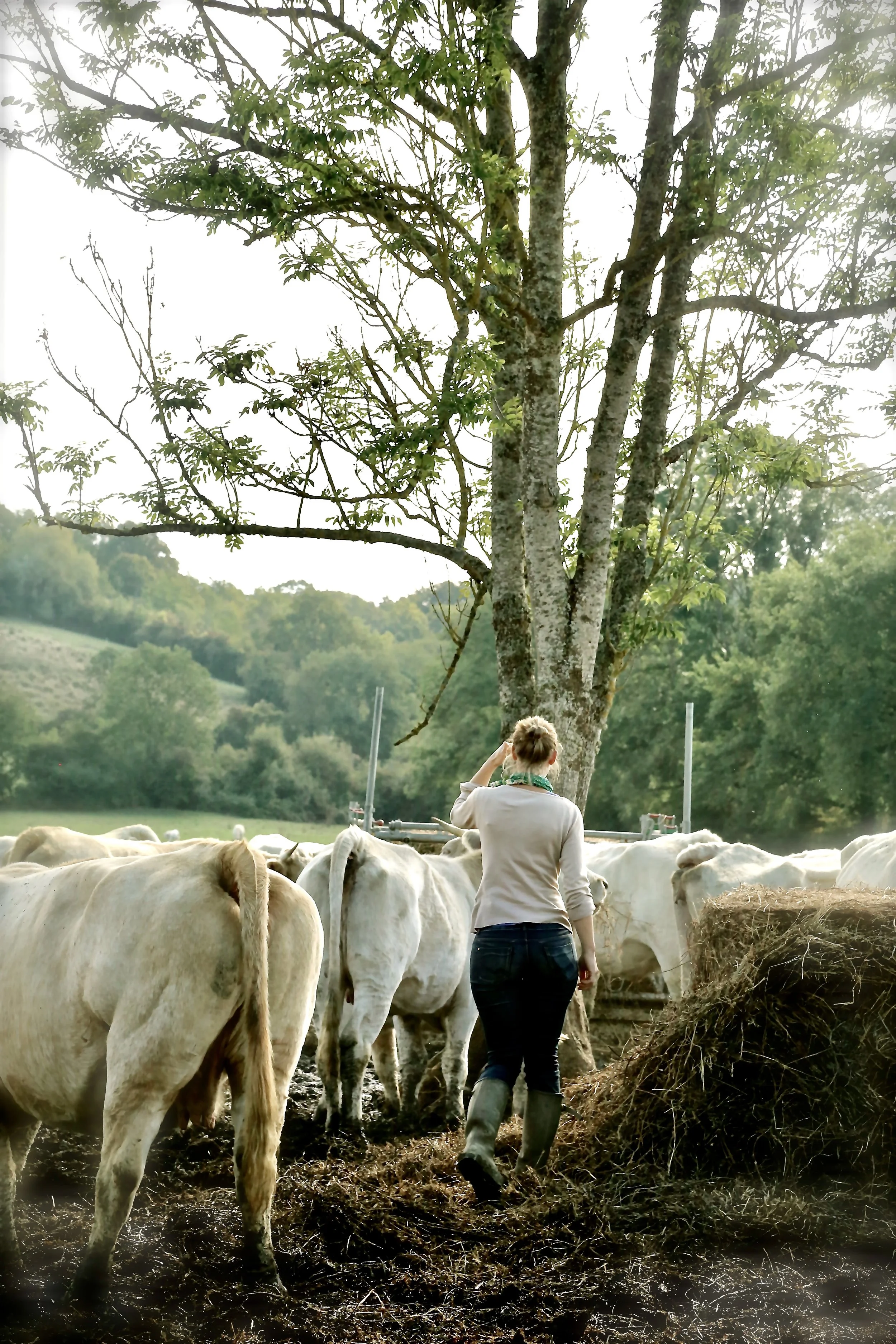 A woman, Émilie Jeannin,  wearing rubber boots and a beige sweater walks among cows in rural Burgundy, setting with green trees and rolling hills in the background. Taken from the book "STEAK IN FRANCE".