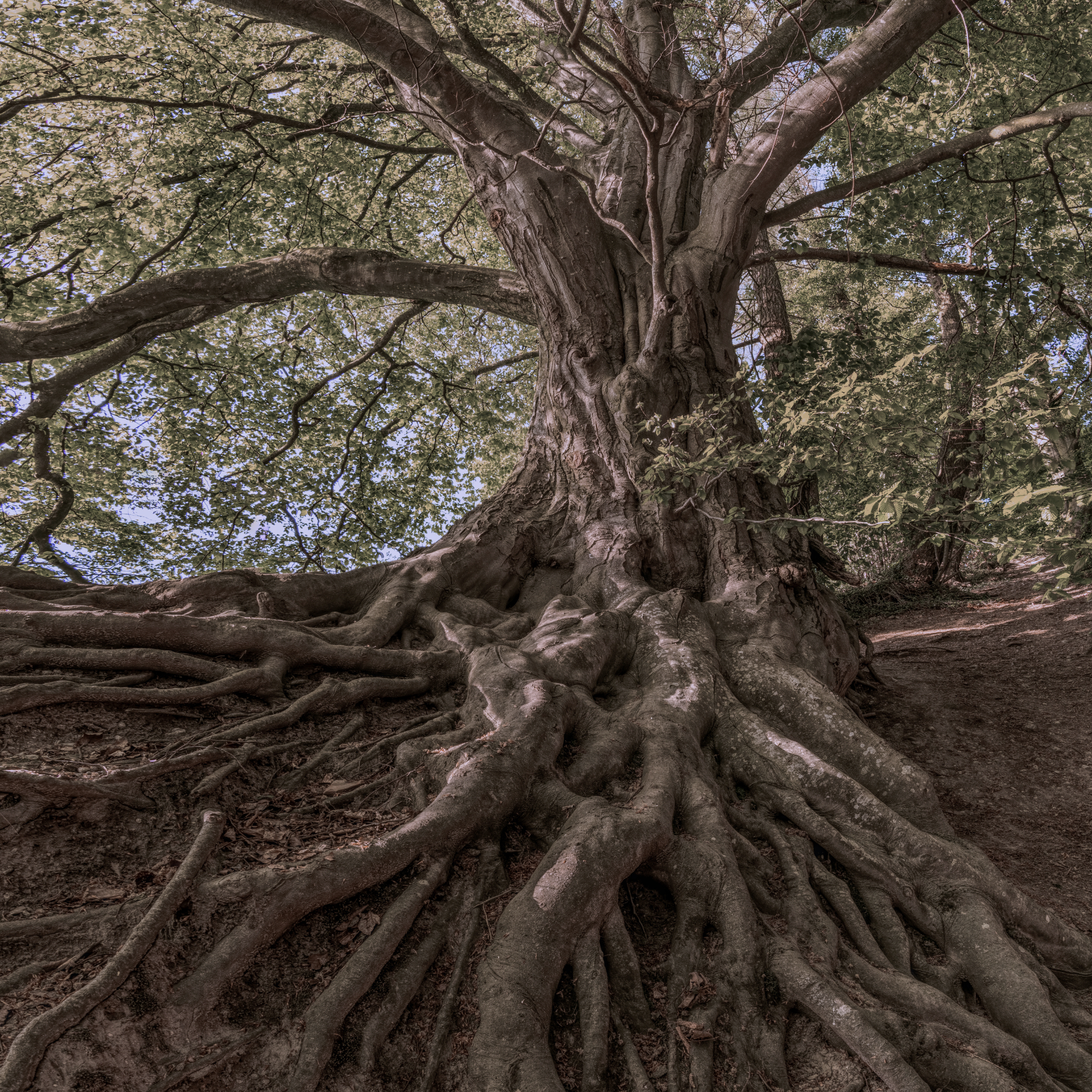 A large tree with twisted roots and thick trunk, surrounded by green foliage, under a partly cloudy sky.