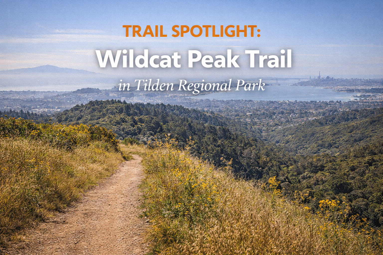 Trail Spotlight: Wildcat Peak Trail in Tilden Regional Park