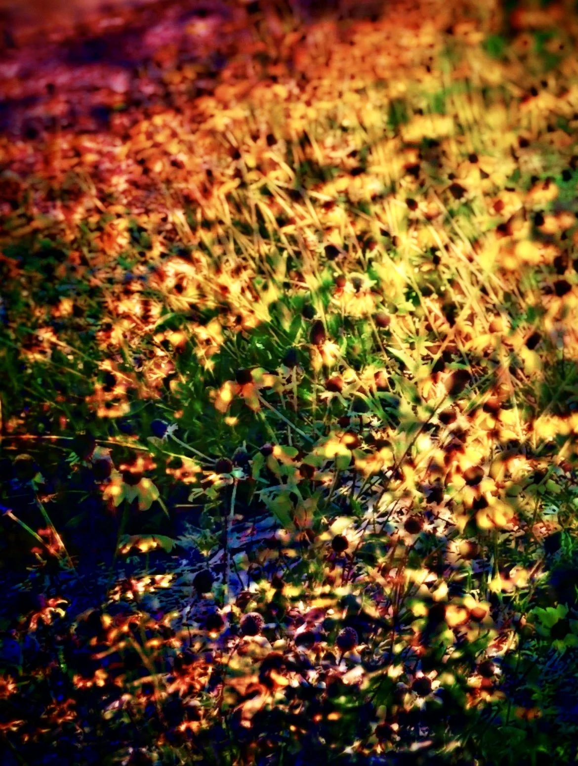 IMG_9120_SnapseedCopy (1).jpg