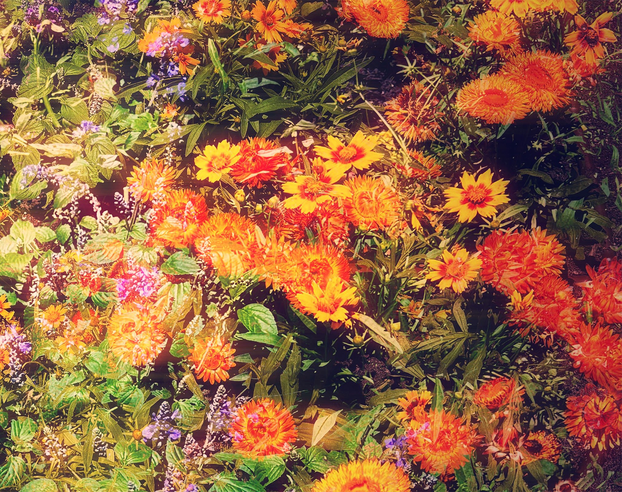 flowers810.jpeg